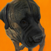 Mastiff Bull Mastiff-Inspired Pet Portraits and Animal Paintings by Dana Feagin